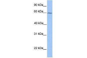 Image no. 1 for anti-Retinoid X Receptor, beta (RXRB) (N-Term) antibody (ABIN630493)