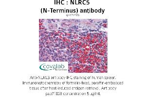 Image no. 1 for anti-NLR Family, CARD Domain Containing 5 (NLRC5) (N-Term) antibody (ABIN1737384)