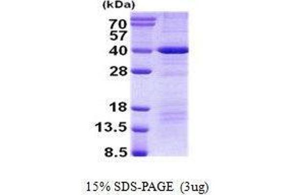 Death Effector Domain Containing (DEDD) protein
