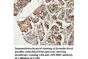 Image no. 1 for anti-Adenomatosis Polyposis Coli Down-Regulated 1 (APCDD1) antibody (ABIN6584278)
