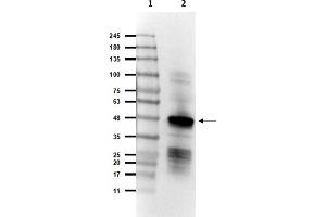Image no. 4 for anti-SARS-Coronavirus Nucleocapsid Protein (SARS-CoV N) antibody (ABIN6952544)