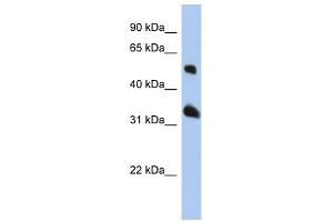 Image no. 1 for anti-Tetraspanin 33 (TSPAN33) (Middle Region) antibody (ABIN636117)