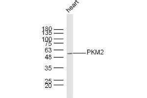 Image no. 1 for anti-Pyruvate Kinase M2 (PKM2) (AA 255-350) antibody (ABIN724910)