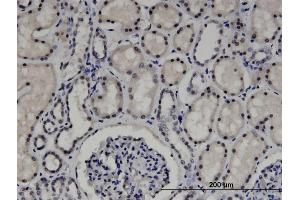 Immunoperoxidase of monoclonal antibody to ZNF266 on formalin-fixed paraffin-embedded human kidney.