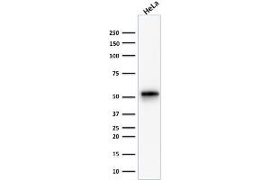 Image no. 1 for anti-Keratin 7 (KRT7) antibody (ABIN6939879)
