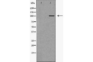 Image no. 1 for anti-USO1 Homolog, Vesicle Docking Protein (USO1) antibody (ABIN6266289)