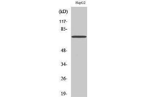 Image no. 1 for anti-Potassium Voltage-Gated Channel, Shaw-Related Subfamily, Member 2 (KCNC2) (C-Term) antibody (ABIN3185334)