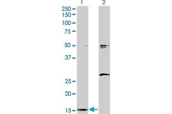 AP2S1 antibody  (AA 1-142)