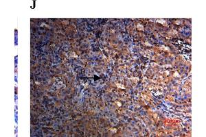 Image no. 13 for anti-Secreted Protein, Acidic, Cysteine-Rich (Osteonectin) (SPARC) (AA 101-200) antibody (ABIN738141)