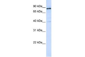 Image no. 1 for anti-Dynamin 1 (DNM1) (Middle Region) antibody (ABIN2784624)