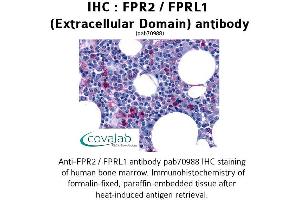 Image no. 1 for anti-Formyl Peptide Receptor 2 (FPR2) (2nd Extracellular Domain) antibody (ABIN1734456)