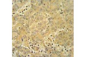 CYP2A7 antibody  (Middle Region)