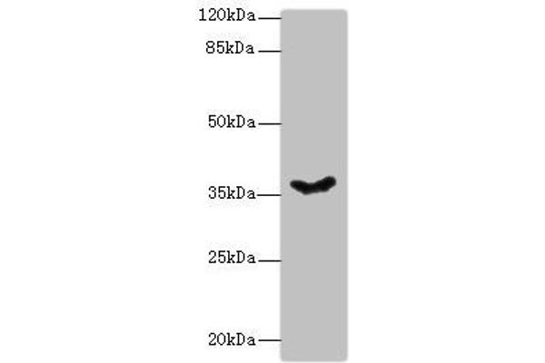 PSG11 抗体  (AA 7-219)
