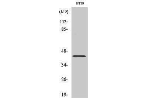 Image no. 1 for anti-Neuropeptide Y Receptor Y2 (NPY2R) (N-Term) antibody (ABIN3185951)