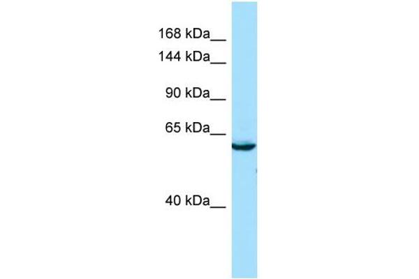 anti-SEC16 Homolog B (SEC16B) (C-Term) antibody
