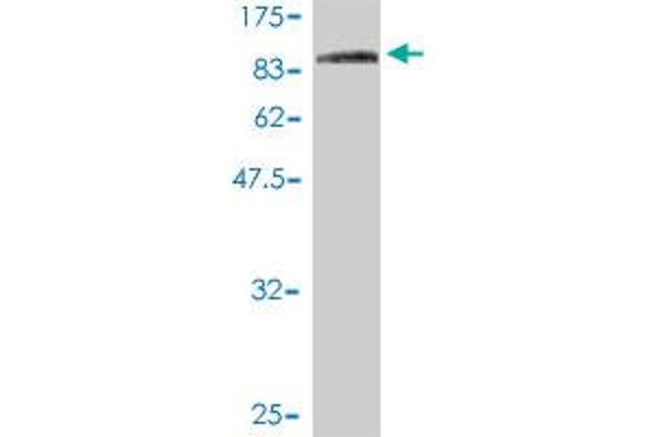 COG7 antibody  (AA 1-770)