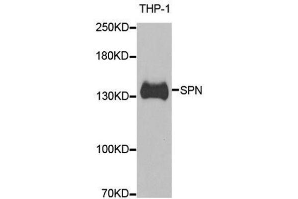 CD43 antibody  (AA 276-400)