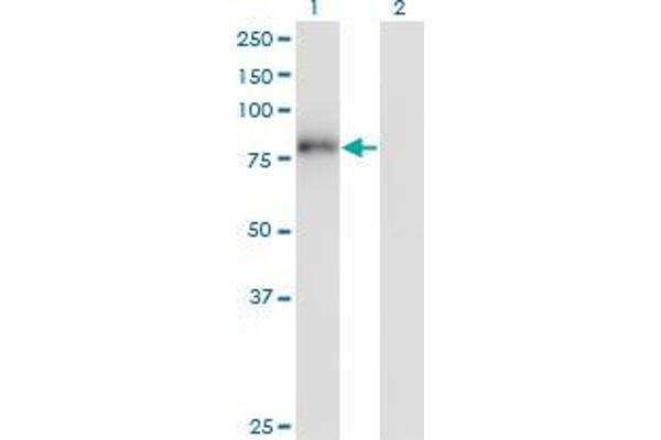 anti-Zinc Finger Protein 175 (ZNF175) (AA 81-178) antibody