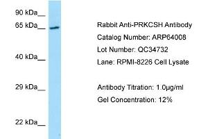 Image no. 1 for anti-Protein Kinase C Substrate 80K-H (PRKCSH) (N-Term) antibody (ABIN2789692)