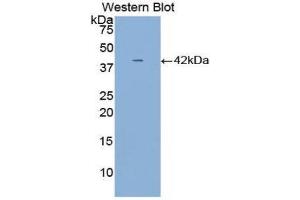 Image no. 1 for anti-alpha-2-HS-Glycoprotein (AHSG) (AA 19-300) antibody (ABIN1077777)