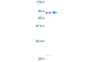 Image no. 1 for BRF2, Subunit of RNA Polymerase III Transcription Initiation Factor, BRF1-Like (BRF2) (AA 1-419) protein (GST tag) (ABIN1346869)