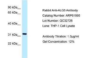 Image no. 1 for anti-Asparagine-Linked Glycosylation 5, Dolichyl-Phosphate beta-Glucosyltransferase Homolog (S. Cerevisiae) (ALG5) (N-Term) antibody (ABIN2788980)