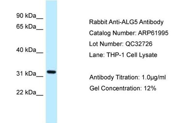 anti-Asparagine-Linked Glycosylation 5, Dolichyl-Phosphate beta-Glucosyltransferase Homolog (S. Cerevisiae) (ALG5) (N-Term) antibody