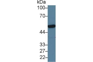 Coagulation Factor X antibody  (AA 21-481)