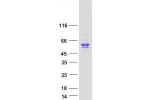 Image no. 1 for Sialidase 3 (Membrane Sialidase) (Neu3) protein (Myc-DYKDDDDK Tag) (ABIN2732041)