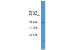 Image no. 1 for anti-Protein O-Fucosyltransferase 1 (POFUT1) (Middle Region) antibody (ABIN2788068)