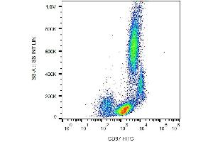 Image no. 1 for anti-CD97 (CD97) antibody (FITC) (ABIN94253)