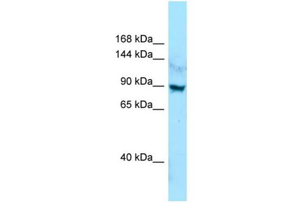 anti-Leucine Rich Repeat Containing 7 (LRRC7) (C-Term) antibody