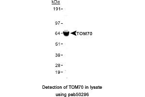 Image no. 1 for anti-Translocase of Outer Mitochondrial Membrane 70 (TOMM70A) (AA 1-100) antibody (ABIN2852236)