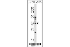 anti-Mitogen-Activated Protein Kinase 11 (MAPK11) (AA 1-30), (N-Term) antibody