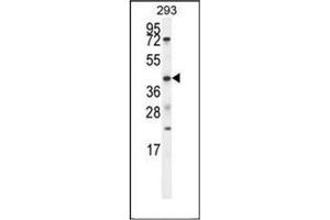 Image no. 2 for anti-Ets Variant 5 (ETV5) (AA 11-39), (N-Term) antibody (ABIN952133)