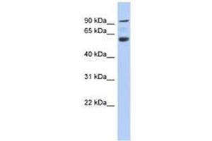 Acap3 antibody  (AA 107-156)