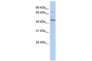 Image no. 1 for anti-Ubiquitin Specific Peptidase 12 (USP12) (Middle Region) antibody (ABIN632371)