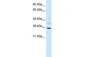 FSBP antibody  (N-Term)