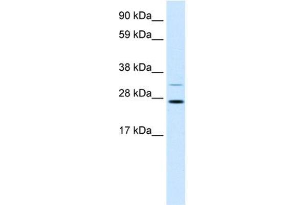 FSBP antibody  (N-Term)