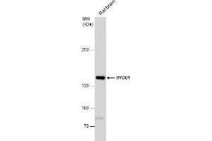 HYOU1 antibody  (C-Term)