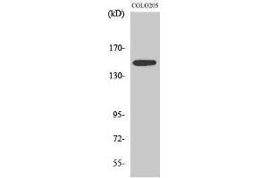Image no. 1 for anti-STE20-Like Kinase (SLK) (C-Term) antibody (ABIN3186978)