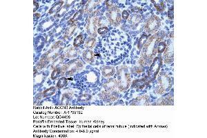 Image no. 1 for anti-Amiloride-Sensitive Cation Channel 3 (ACCN3) (N-Term) antibody (ABIN2776167)