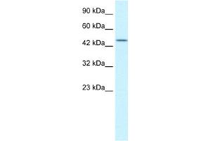 Image no. 1 for anti-Transcription Elongation Factor B (SIII), Polypeptide 1 (15kDa, Elongin C) (TCEB1) (N-Term) antibody (ABIN2792679)
