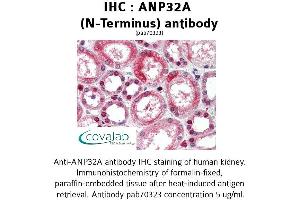 Image no. 1 for anti-Acidic (Leucine-Rich) Nuclear phosphoprotein 32 Family, Member A (ANP32A) antibody (ABIN1731809)
