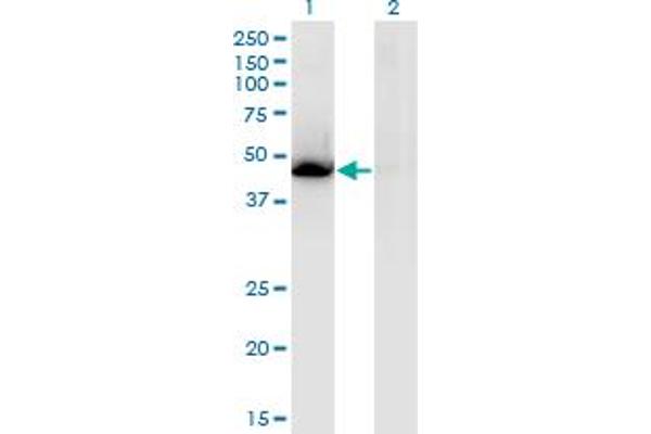NR1H3 antibody  (AA 1-387)
