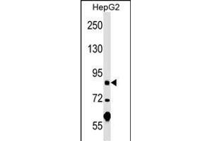 PGBD1 Antibody (Center) (ABIN1538337 and ABIN2848906) western blot analysis in HepG2 cell line lysates (35 μg/lane).