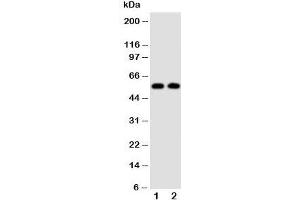 Image no. 2 for anti-Amylase 1, Salivary (AMY1) (N-Term) antibody (ABIN3029924)
