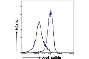 Image no. 4 for anti-Kalirin, RhoGEF Kinase (KALRN) (C-Term) antibody (ABIN185110)