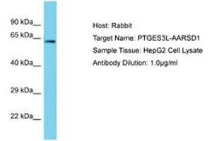 Image no. 1 for anti-Alanyl-tRNA Synthetase Domain Containing 1 (AARSD1) (AA 452-501) antibody (ABIN6750692)
