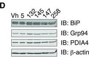 Image no. 6 for anti-Heat Shock Protein 90kDa beta (Grp94), Member 1 (HSP90B1) (Center) antibody (ABIN2855578)